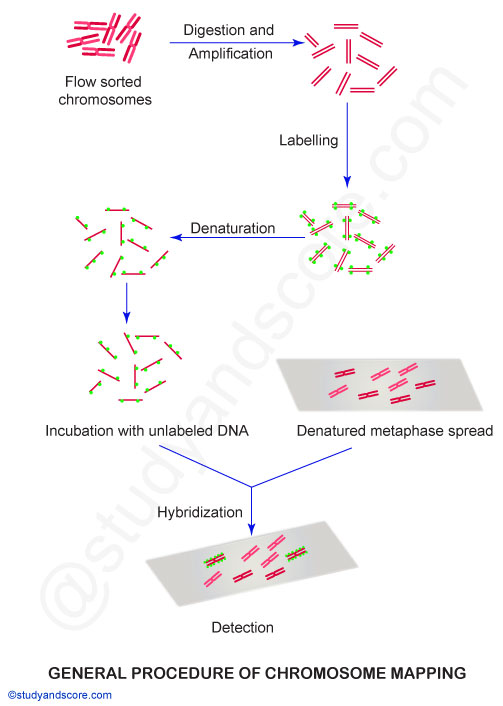 Chromosome mapping definition, General methodology, Technique, labeling Probes, Applications